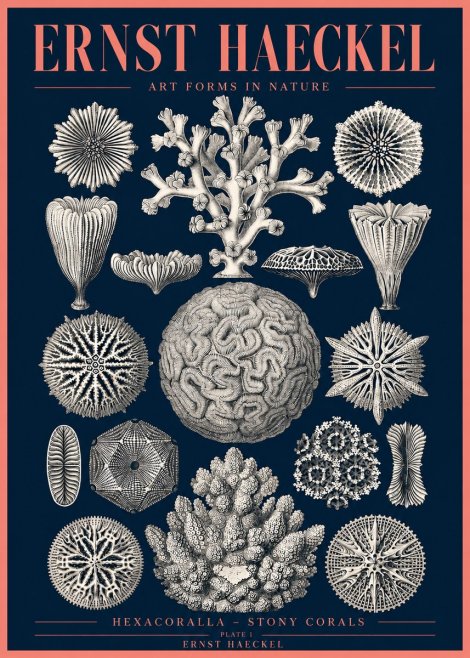 Ernst Haeckel Hexacoralla – Six-rayed Corals No4 - Plakát