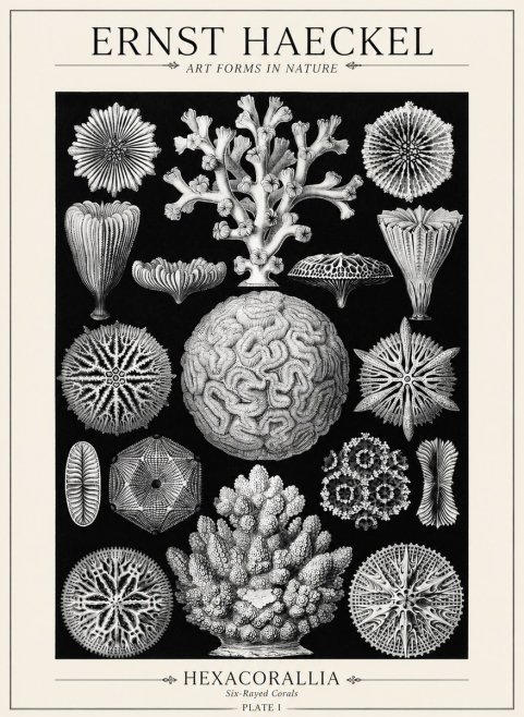 Ernst Haeckel Hexacoralla – Six-rayed Corals No5 - Plakát