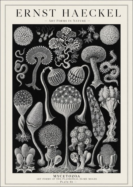 Ernst Haeckel Mycetozoa No1 - Plakát