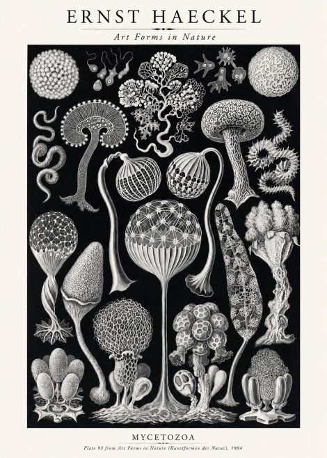Ernst Haeckel Mycetozoa No2 - Plakát