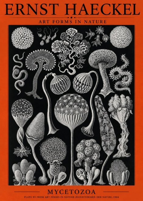 Ernst Haeckel Mycetozoa No3 - Plakát