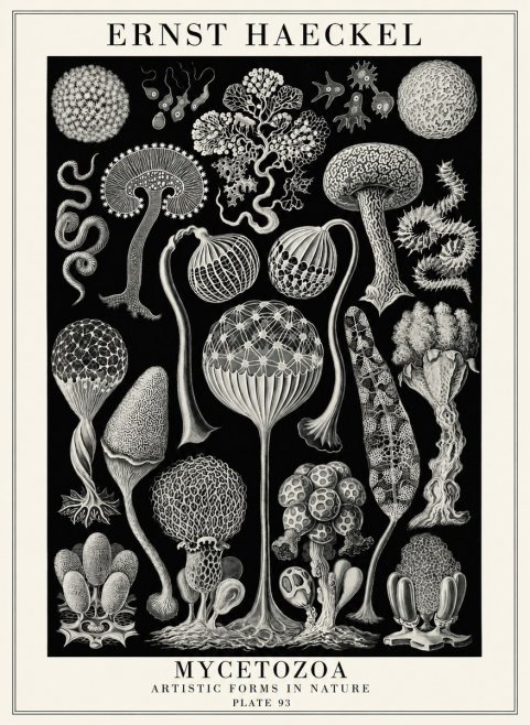 Ernst Haeckel Mycetozoa No4 - Plakát