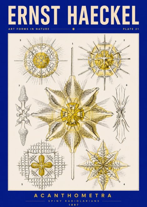 Ernst Haeckel Acanthometra - Star Radiolarians No5 - Plakát