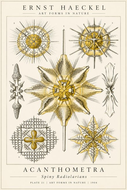 Ernst Haeckel Acanthometra - Star Radiolarians No6 - Plakát