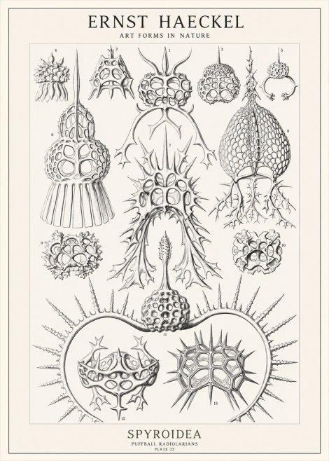 Ernst Haeckel Spyroidea - Puffball Radiolarians - Plate 22 No1 - Plakát