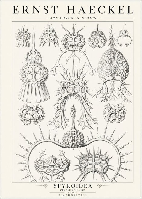 Ernst Haeckel Spyroidea - Puffball Radiolarians - Plate 22 No2 - Plakát