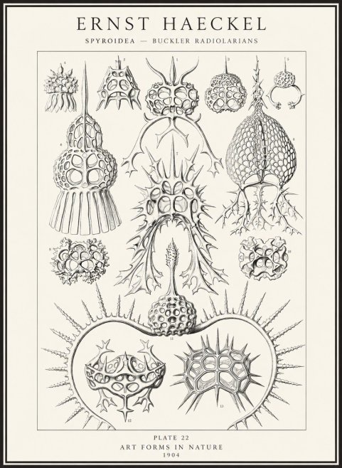 Ernst Haeckel Spyroidea - Puffball Radiolarians - Plate 22 No4 - Plakát