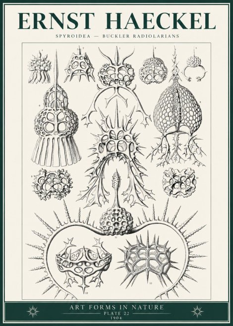 Ernst Haeckel Spyroidea - Puffball Radiolarians - Plate 22 No6 - Plakát