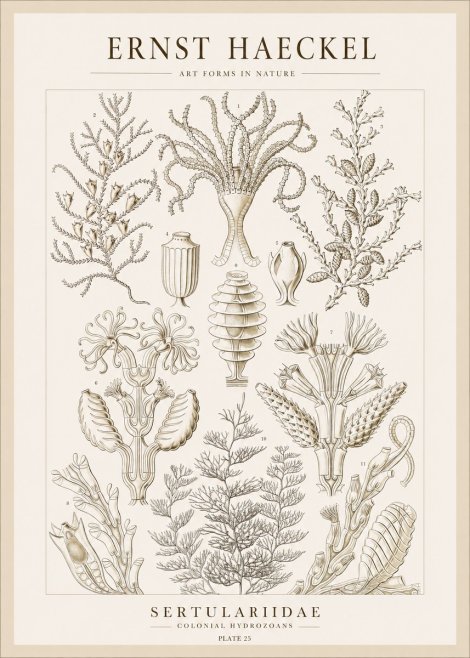 Ernst Haeckel Sertulariidae No1 - Plakát