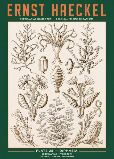 Ernst Haeckel Sertulariidae No3 - Plakát