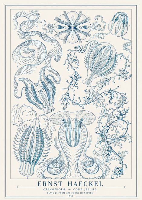 Ernst Haeckel Ctenophoræ – Comb Jellies No1 - Plakát