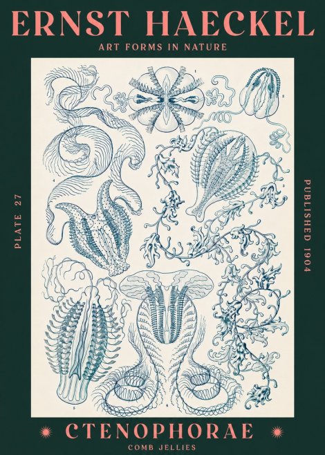 Ernst Haeckel Ctenophoræ – Comb Jellies No3 - Plakát