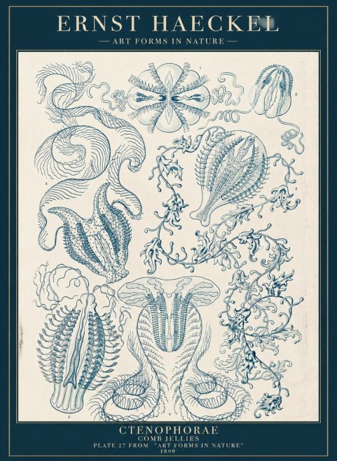 Ernst Haeckel Ctenophoræ – Comb Jellies No5 - Plakát