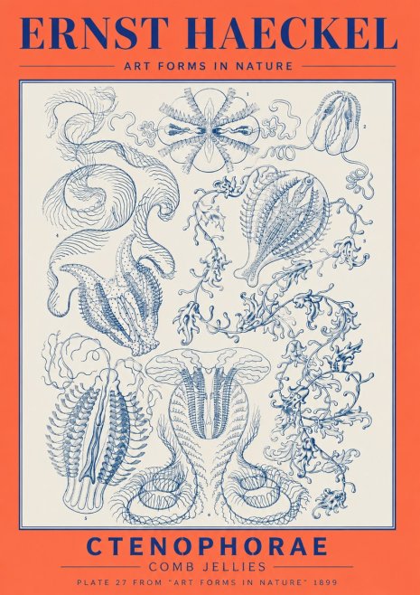 Ernst Haeckel Ctenophoræ – Comb Jellies No6 - Plakát