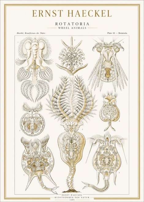 Ernst Haeckel Rotatoria - Wheel Animals No1 - Plakát
