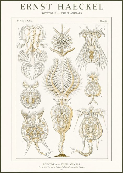 Ernst Haeckel Rotatoria - Wheel Animals No2 - Plakát