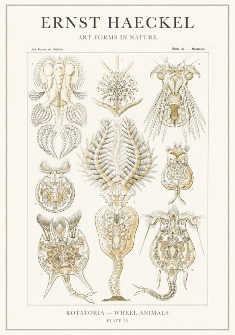 Ernst Haeckel Rotatoria - Wheel Animals No3 - Plakát