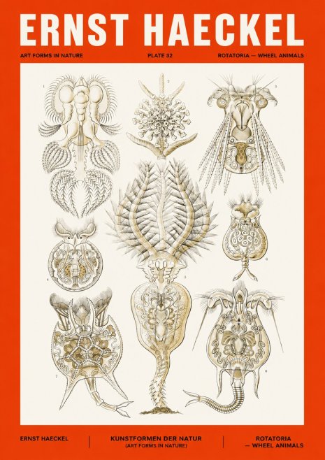 Ernst Haeckel Rotatoria - Wheel Animals No4 - Plakát
