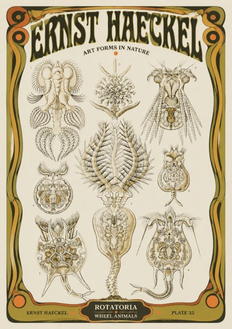 Ernst Haeckel Rotatoria - Wheel Animals No5 - Plakát