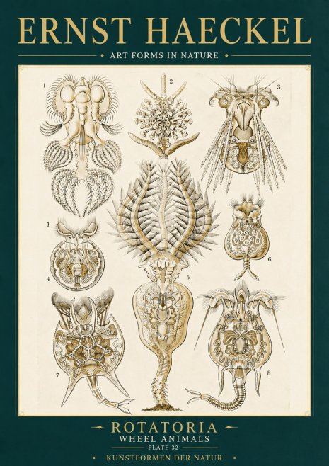 Ernst Haeckel Rotatoria - Wheel Animals No6 - Plakát
