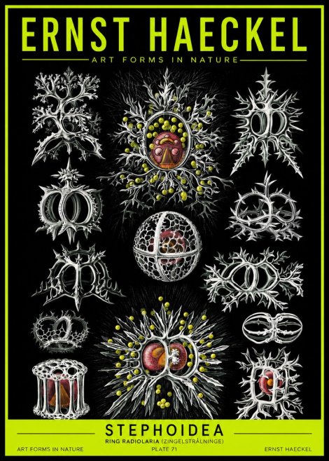 Ernst Haeckel Stephoidea No2 - Plakát