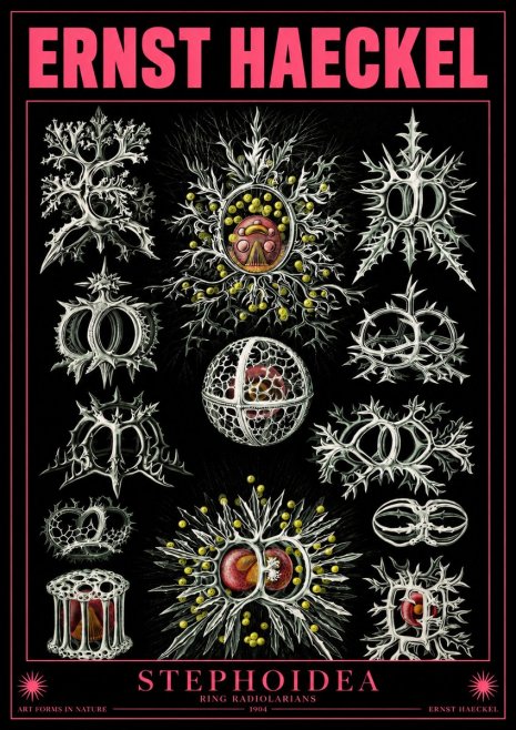 Ernst Haeckel Stephoidea No4 - Plakát