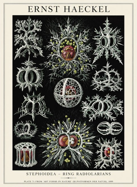 Ernst Haeckel Stephoidea No6 - Plakát