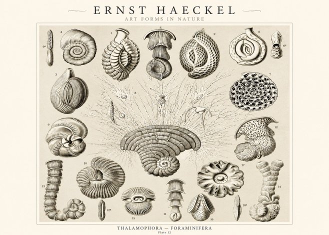 Ernst Haeckel Thalamophora – Foraminifera Plate 12 No1 - Plakát