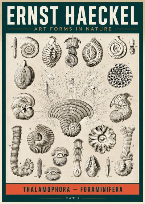 Ernst Haeckel Thalamophora – Foraminifera Plate 12 No2 - Plakát