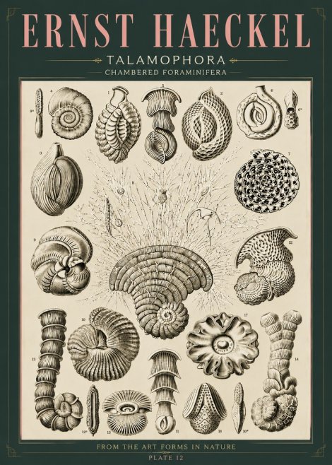 Ernst Haeckel Thalamophora – Foraminifera Plate 12 No6 - Plakát