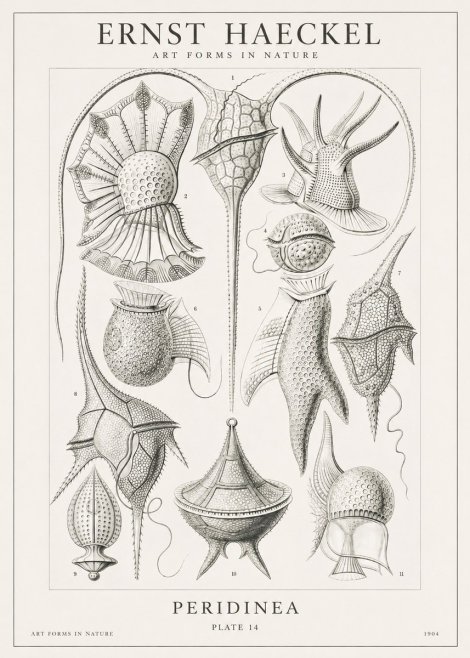 Ernst Haeckel Peridinea No1 - Plakát