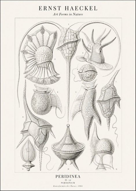 Ernst Haeckel Peridinea No2 - Plakát