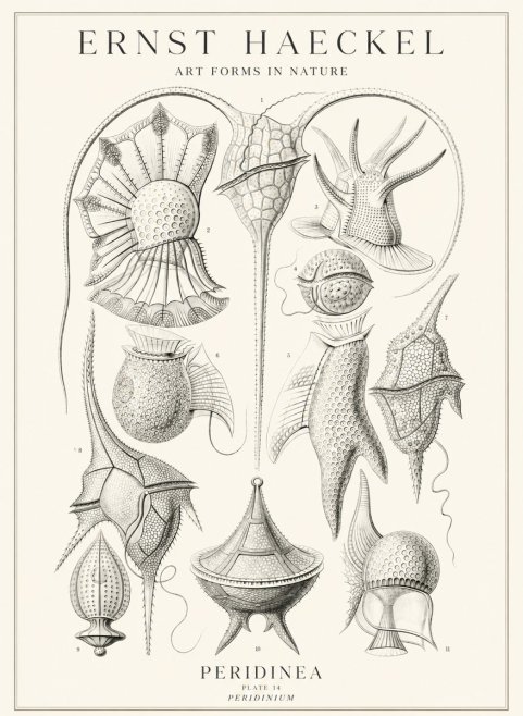 Ernst Haeckel Peridinea No3 - Plakát