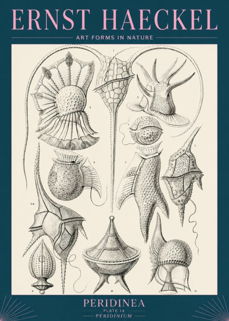 Ernst Haeckel Peridinea No5 - Plakát