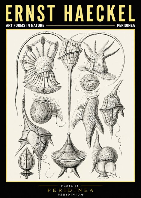 Ernst Haeckel Peridinea No6 - Plakát