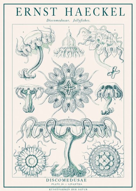 Ernst Haeckel Discomedusae. Jellyfishes. No1 - Plakát