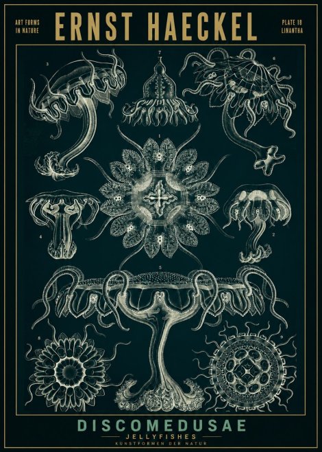 Ernst Haeckel Discomedusae. Jellyfishes. No2 - Plakát