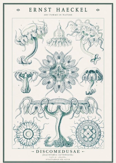 Ernst Haeckel Discomedusae. Jellyfishes. No3 - Plakát
