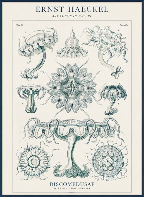 Ernst Haeckel Discomedusae. Jellyfishes. No4 - Plakát