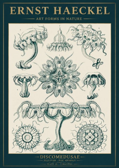 Ernst Haeckel Discomedusae. Jellyfishes. No5 - Plakát