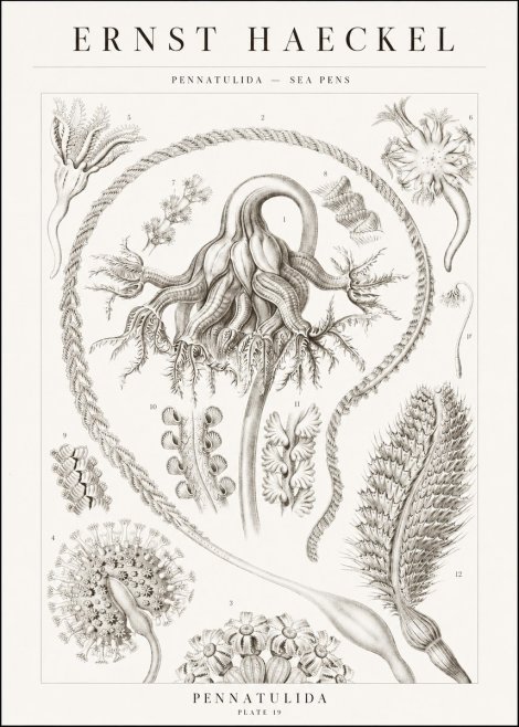 Ernst Haeckel Pennatulida - Sea Pens No1 - Plakát