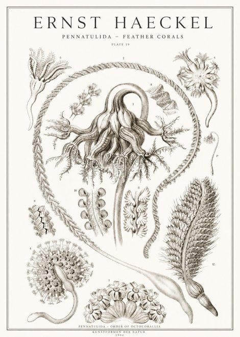 Ernst Haeckel Pennatulida - Sea Pens No2 - Plakát