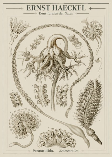 Ernst Haeckel Pennatulida - Sea Pens No3 - Plakát