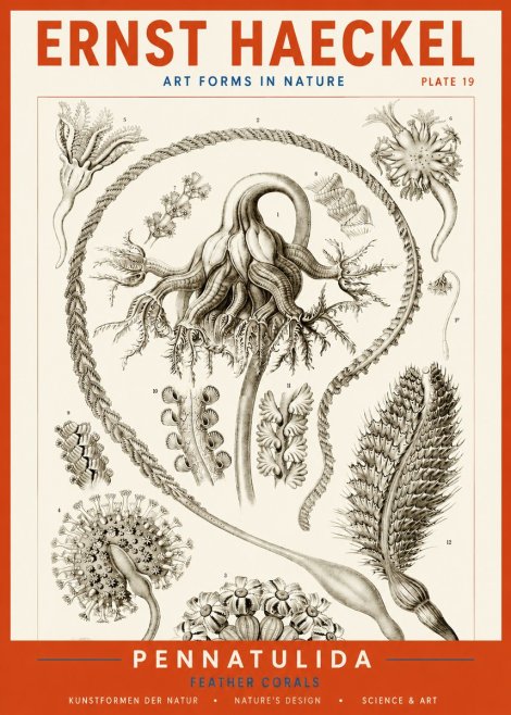 Ernst Haeckel Pennatulida - Sea Pens No4 - Plakát