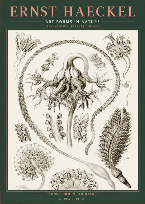 Ernst Haeckel Pennatulida - Sea Pens No5 - Plakát