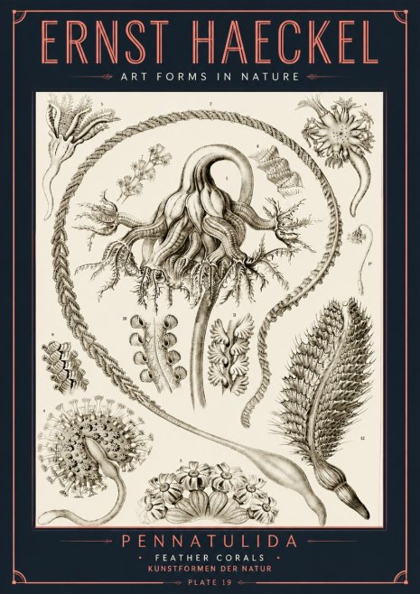 Ernst Haeckel Pennatulida - Sea Pens No6 - Plakát
