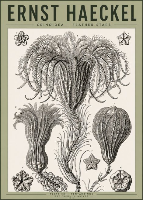 Ernst Haeckel Crinoidea - Palm Lilies No4 - Plakát