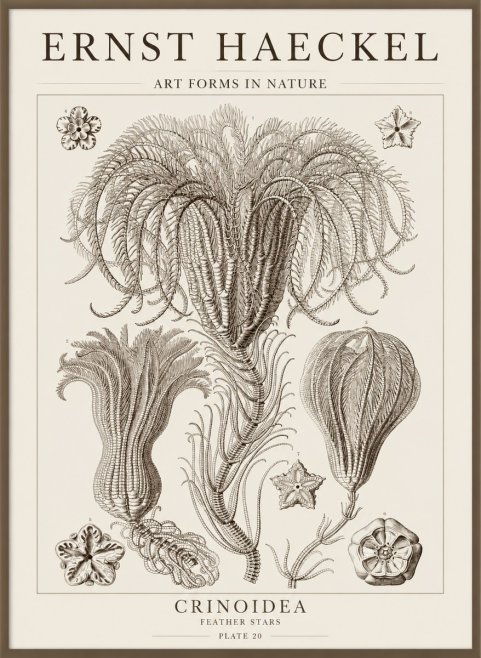 Ernst Haeckel Crinoidea - Palm Lilies No5 - Plakát