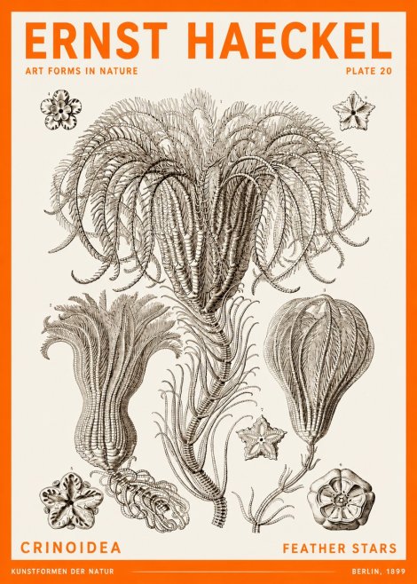 Ernst Haeckel Crinoidea - Palm Lilies No6 - Plakát