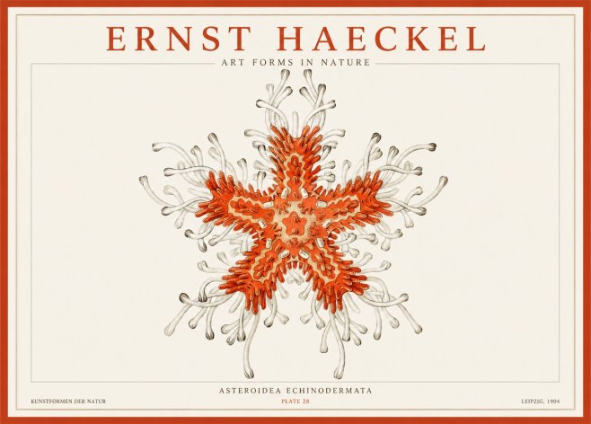 Ernst Haeckel Asteroidea Echinodermata Plate 28 No1 - Plakát